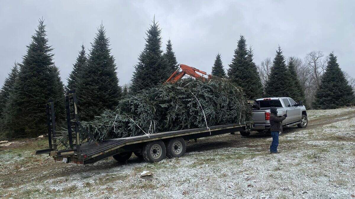 A Fraser fir being hauled from a farm in western North Carolina in 2022. Sugar Mountain Farms brings the trees to Hilton Head Island during the holidays.