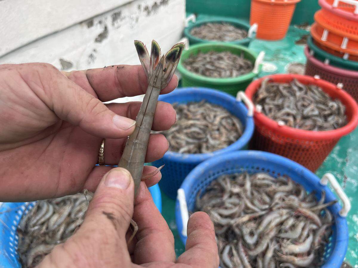 White shrimp sport colorful tails.