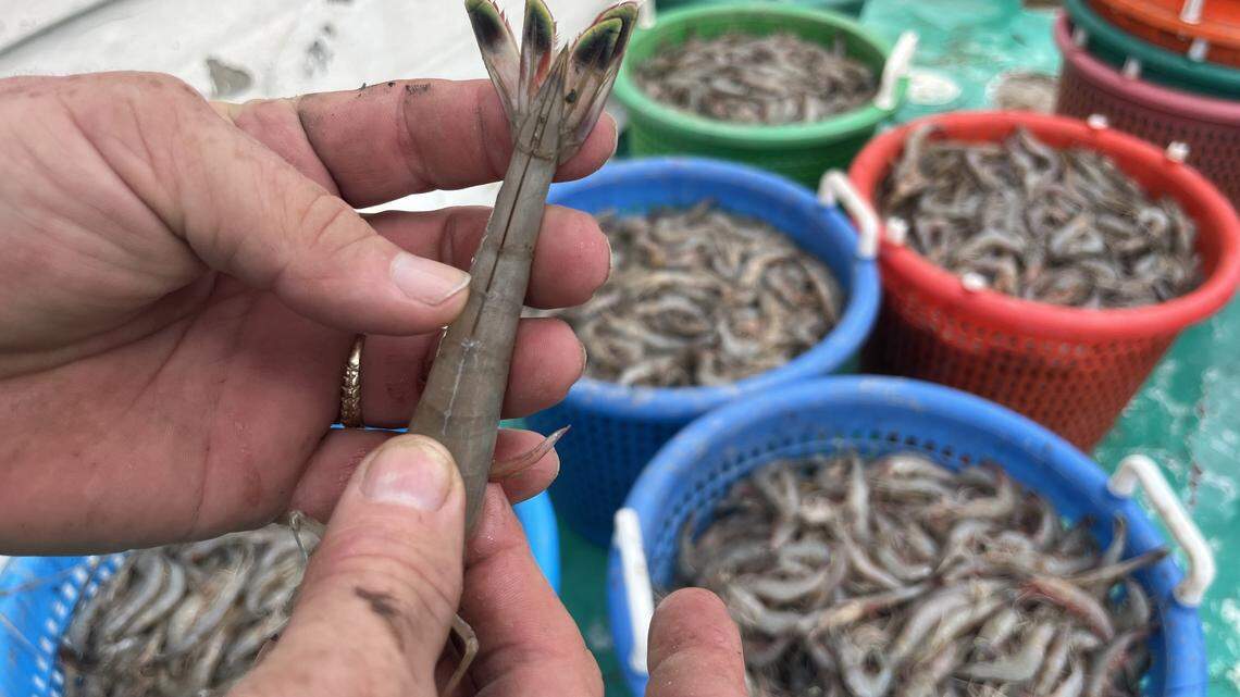 Shrimp testing of 44 Myrtle Beach restaurants finds 75% serving imports. Here’s who wasn’t