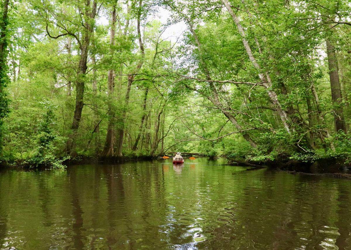 Kayaker Bob Tucker of Bluffton explores a quiet reach of the Salkehatchie River near Broxton Bridge Landing.