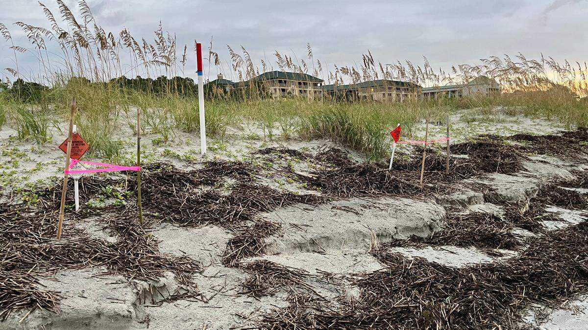 Astronomically high tides pushed by Tropical Storm Idalia reached right up to sea turtle nests in the dunes on Hilton Head Island.