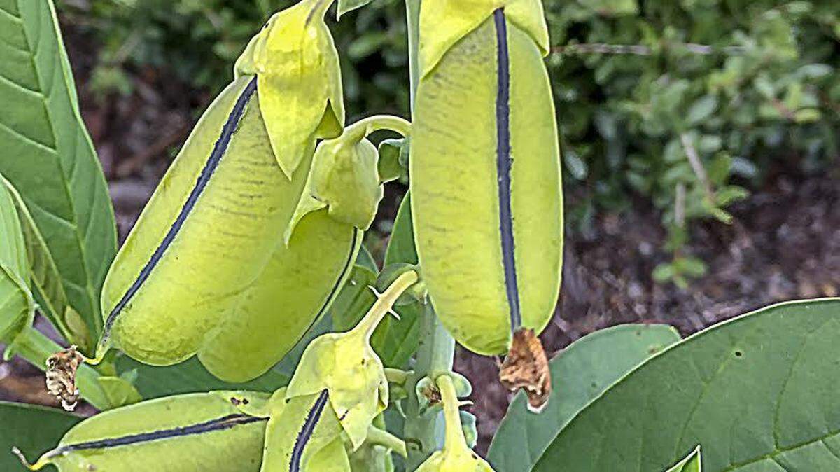 The showly rattlebox plant produces sausage-shaped seed pods that, once brown and dry, produce a pleasingly loud rattle.