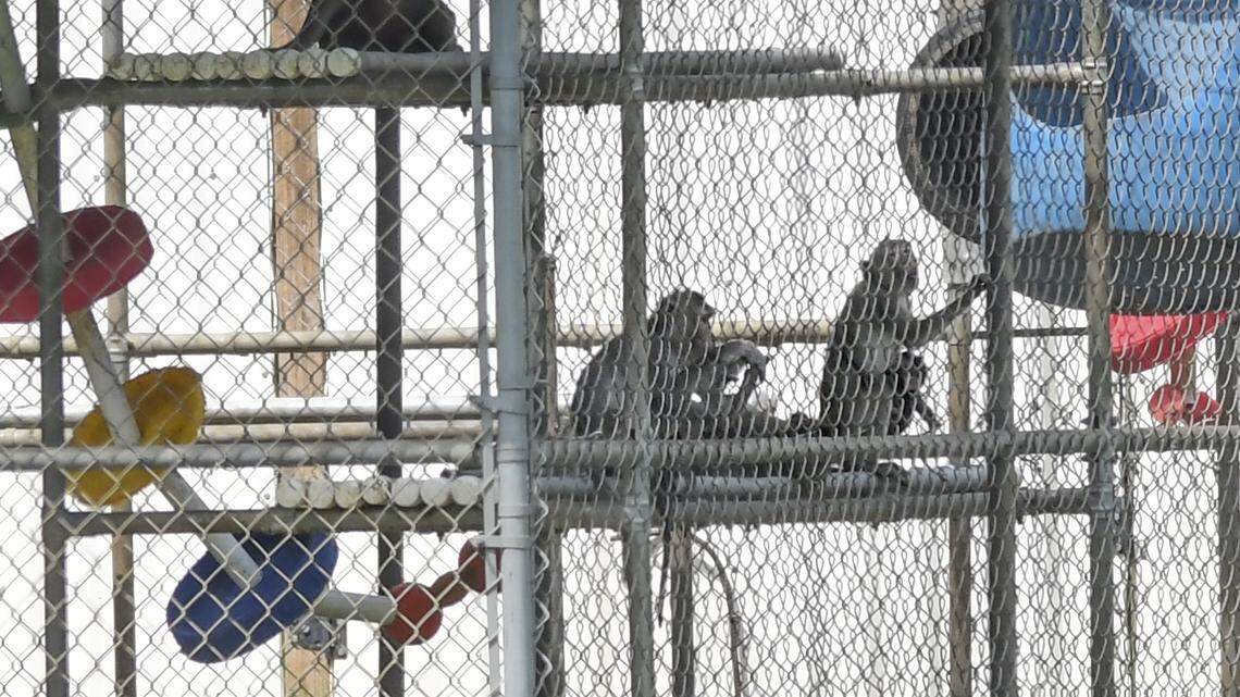 A number of monkeys are seen in an outdoor enclosure at Alpha Genesis on Wednesday, July 15, 2020 that offers primates for biomedical research. The Beaufort County facility located along Castle Hall Road was awarded a $4.6 million coronavirus-related federal contract in 2020.