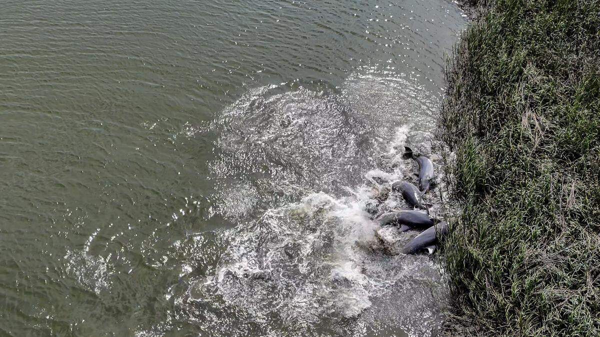 Jason All captured four dolphins working together using their momentum to push their catch onto the shore in order to eat in what is called strand feeding as captured on May 29, 2026, on the May River in Bluffton, SC.