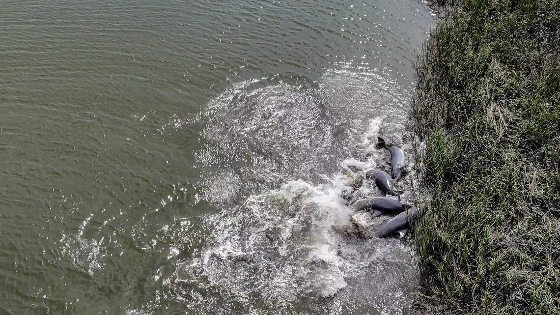 New to the Lowcountry? The rare dolphin ritual you can watch from shore