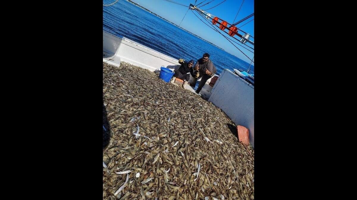 The crew of the Beaufort-based Lydia Leigh pose for a picture during a shrimp haul. Craig Reaves, the owner of Sea Eagle Market, which owns the vessel, says cold temperatures have the potential to jeopardize the spring roe crop.