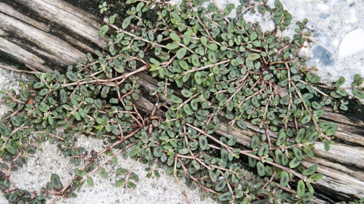 Spotted spurge isn’t picky about growing conditions, so you’ll see it everywhere — from roadsides, sidewalks, and waste areas to suburban lawns and gardens.