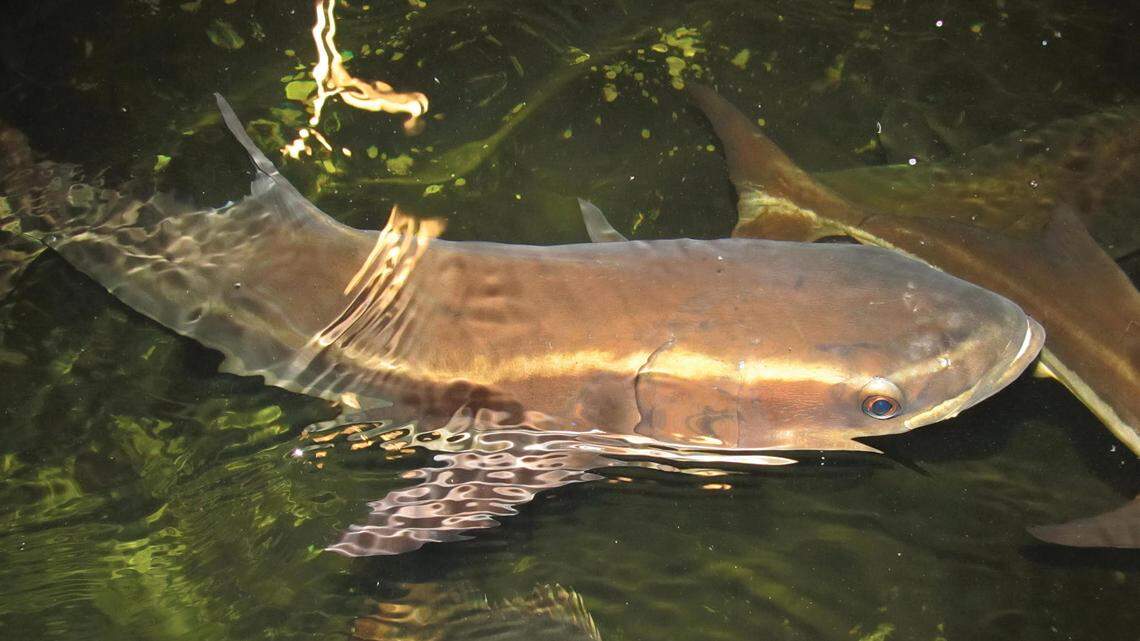 Waddell bachelors looking for love: Bluffton mariculture center seeks perfect match