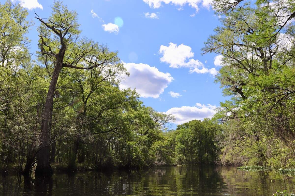 The deep greens of spring come to the Edisto River once more. This stretch of the river near Good Hope Landing provides a quiet paradise, broken only by the cheerful noise of songbirds.