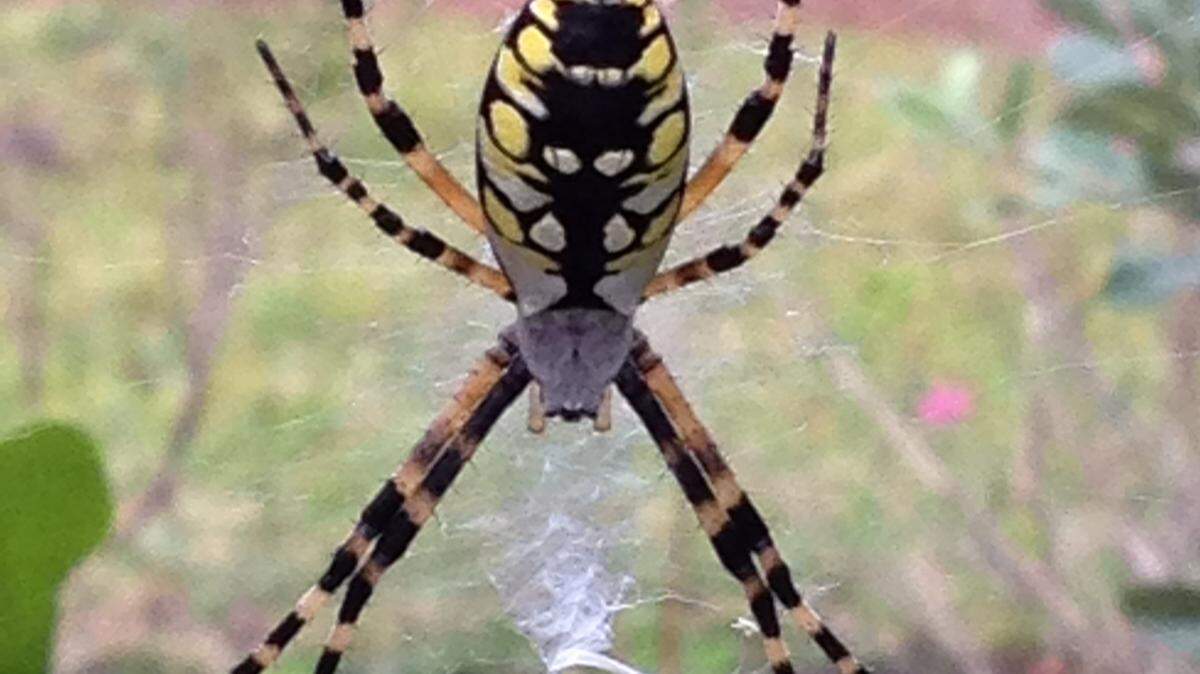 A female golden silk orb-weaver, commonly called banana spider, makes a home on some bushes.