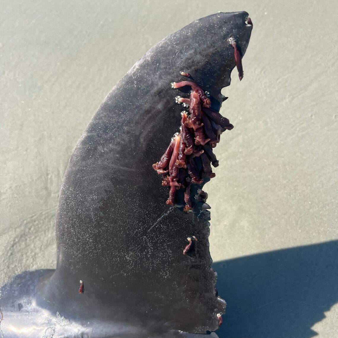 Xenobalanus globicipitis, a type of harmless barnacle, was seen on the fluke blade, pectoral flipper and dorsal fin.
