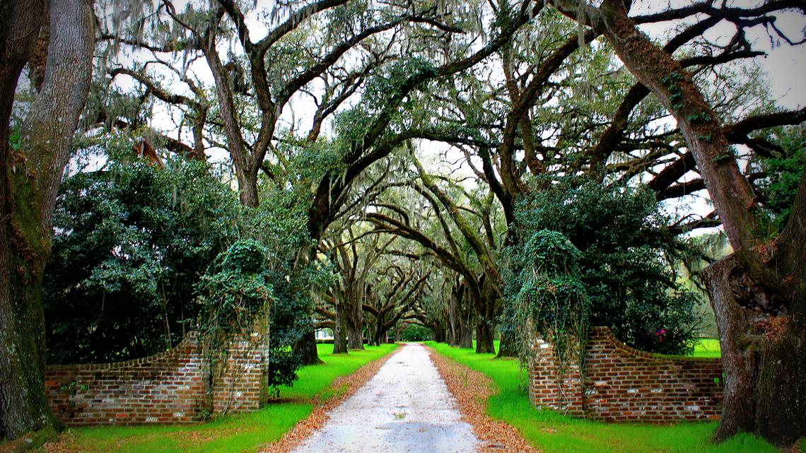 The Okeetee Club in Switzerland, South Carolina, owns and manages thousands of acres of pinewoods as a hunting preserve and timberland. Built in 1894, it is closed to the public but the beauty of its oak-arched lanes form a tunnel-like experience when you drive U.S. 17 through the nearly vanished community south of Ridgeland.