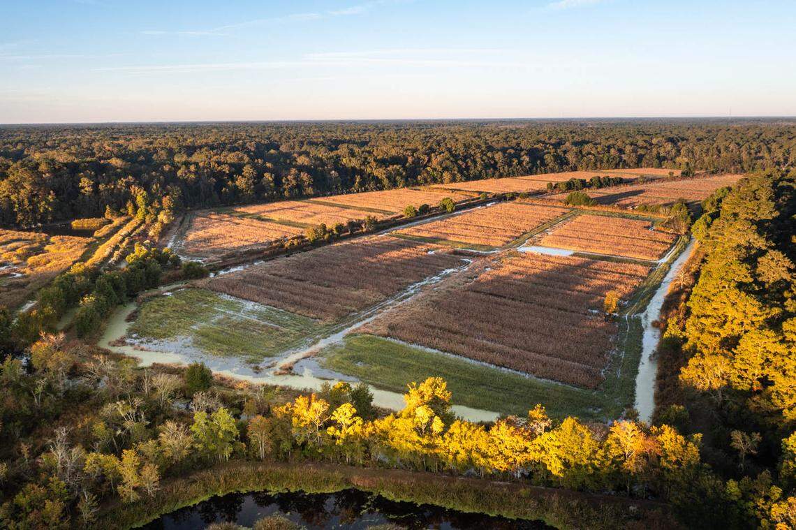Rice fields at the Poco Sabo Plantation