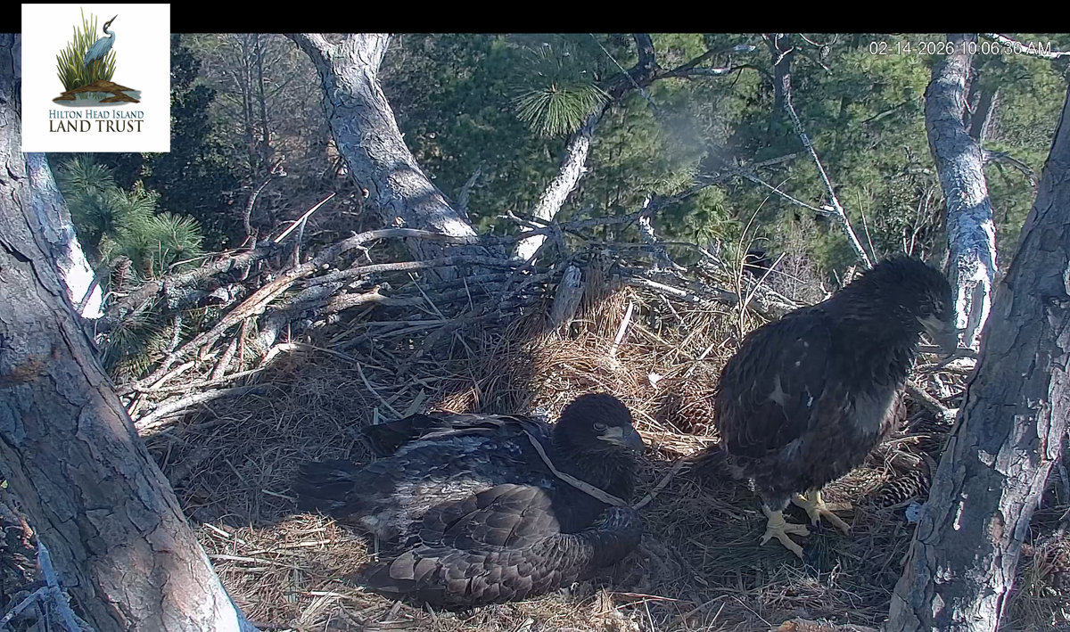 At the nest, the eaglets are standing, exploring, resting, pulling on branches and even attempting to self-feed.