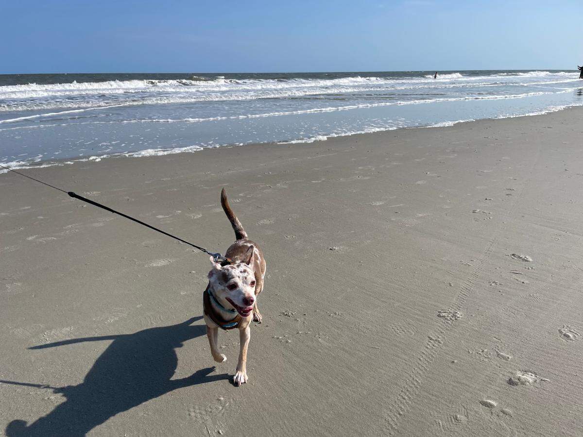 A local dog enjoying Driessen Beach on Hilton Head Island, SC. Rules for the island’s pet-friendly beaches change throughout the year.