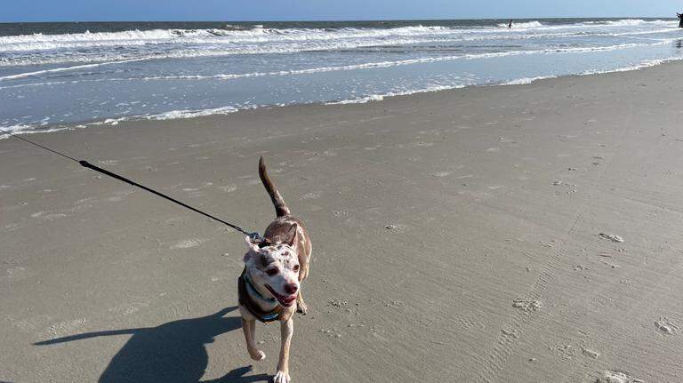 Here are the 15 best things to do in Hilton Head in 2024, Tripadvisor says