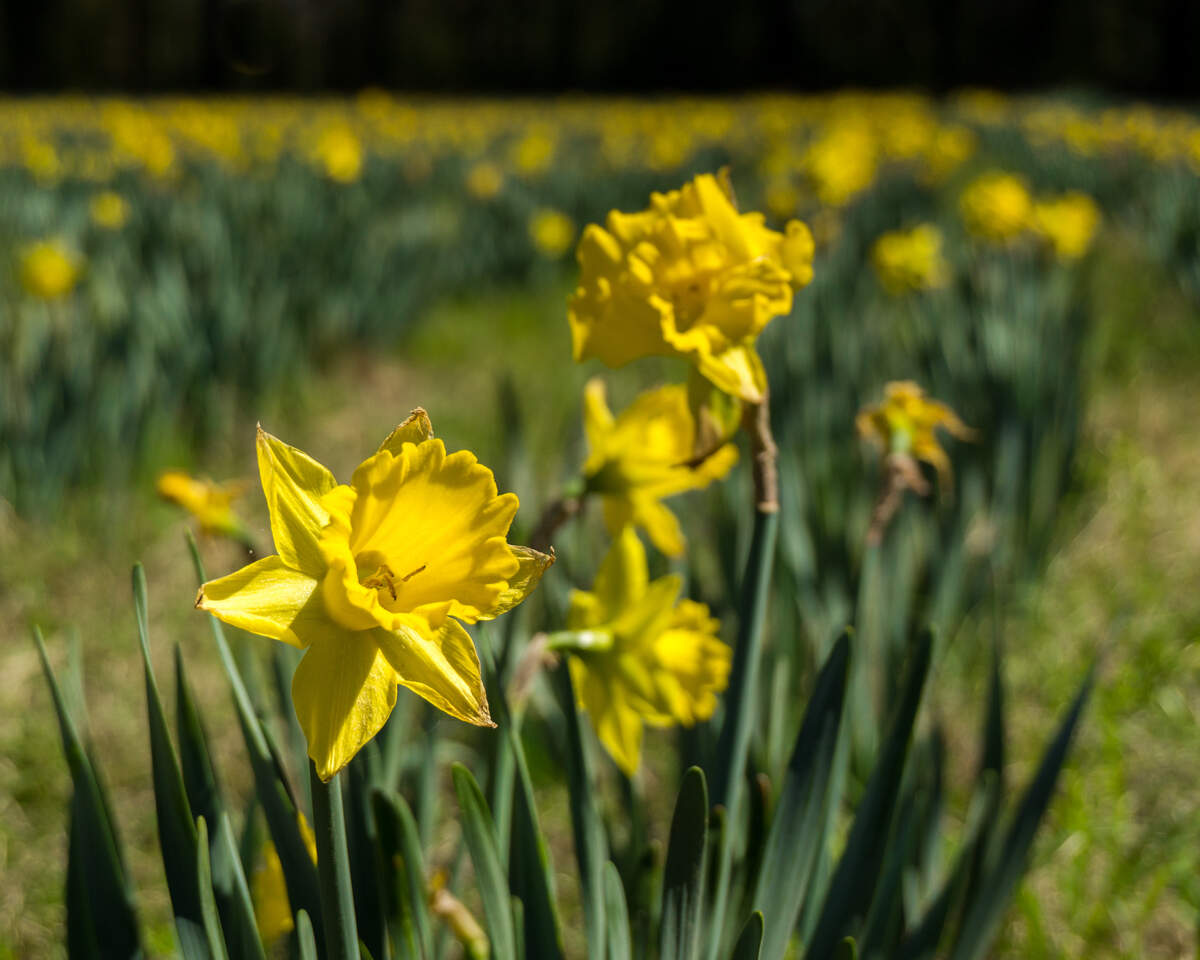 Daffodils are in bloom at U Pick Daffodils in Okatie.
