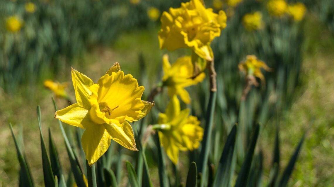 Tips for keeping the cheerful daffodils in your garden blooming and happy
