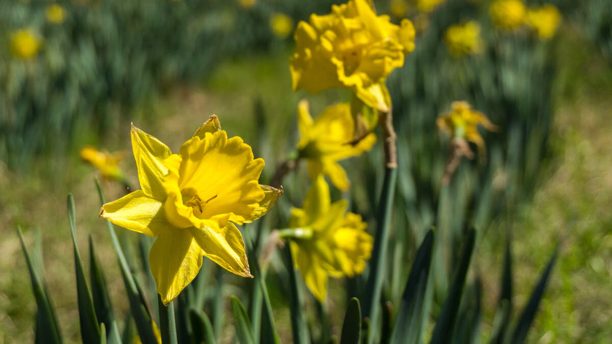 Daffodils are in bloom throughout western Washington now.
