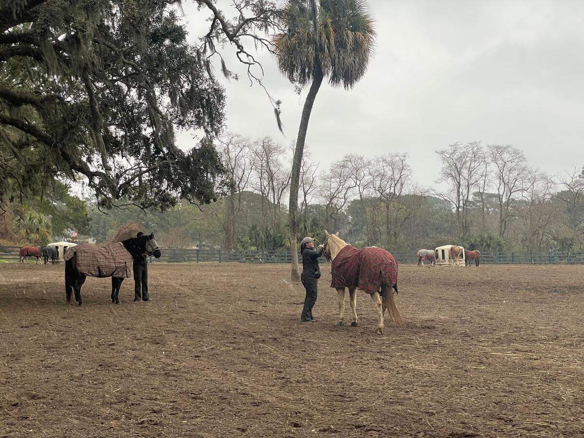 Horses at Lawton Stables on Hilton Head Island were are bundled up ahead of snow on Saturday, Jan. 31