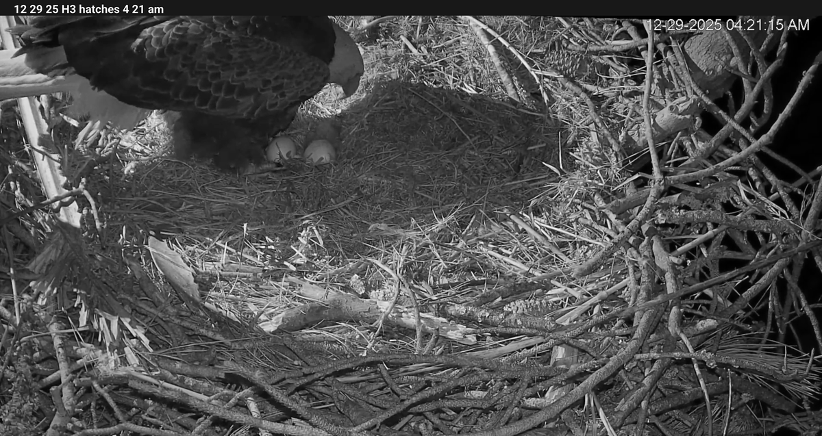 Beloved Hilton Head eagle duo, Gracie and George, have just welcomed their first eaglet of the season to the nest, officially breaking through the shell at 4:21 a.m. on Dec. 29.