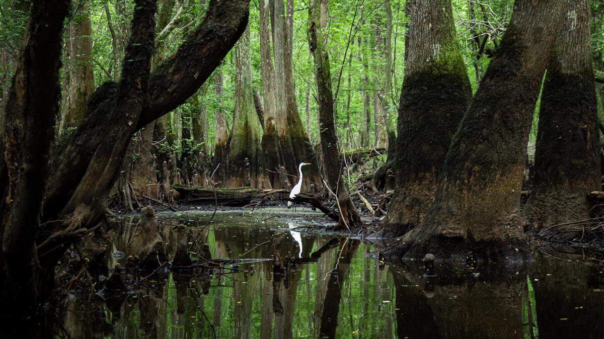 An egret pauses in its hunt to eye a kayaker passing through its quiet corner of the Edisto River swamp. The rare and natural beauty of the Edisto River the the ACE Basin are home to hundreds of species of migrating and year-round birds and waterfowl.