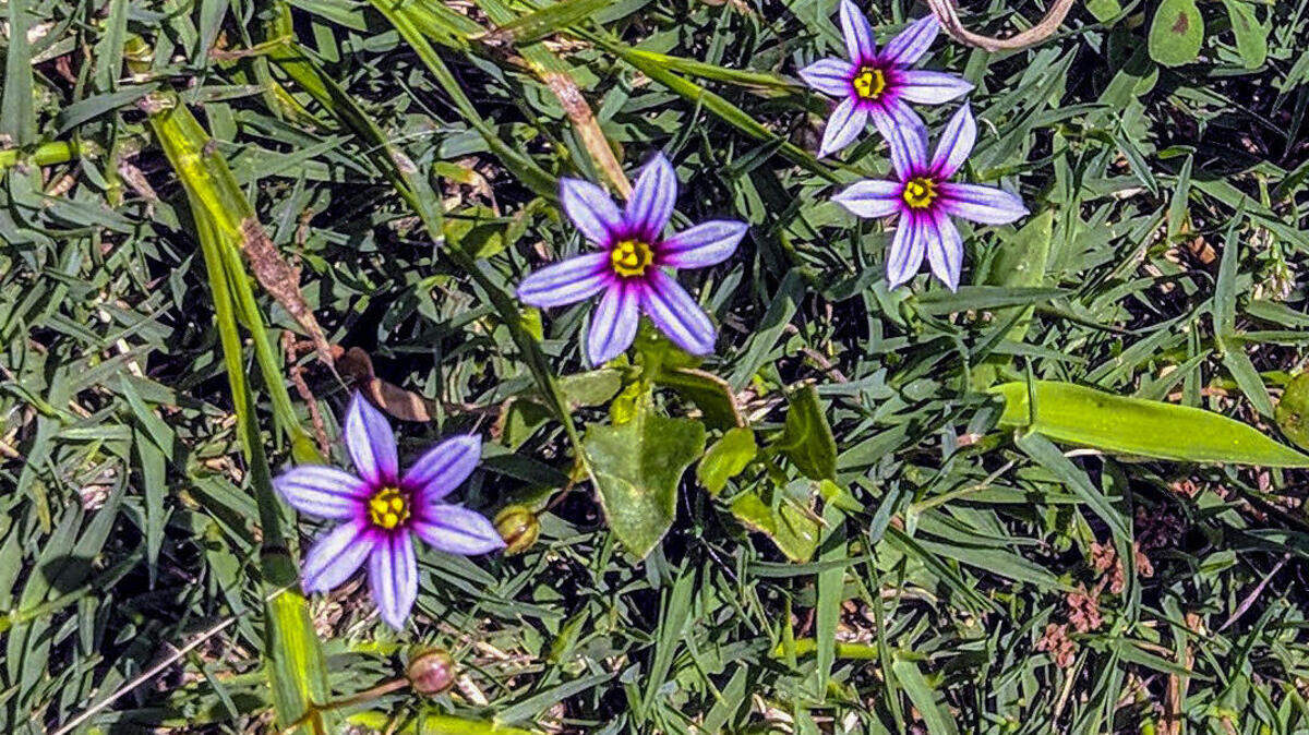 Blue-eyed grass found on Hilton Head Island.