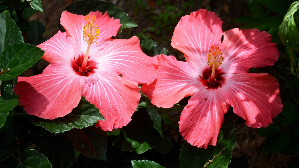Hibiscus flowers bloom on Wednesday in the garden at Pat Rapp's Hilton Head Plantation home. The garden one of several to be featured in the Hilton Head Island All Saints Episcopal Church Spring Garden Tour.