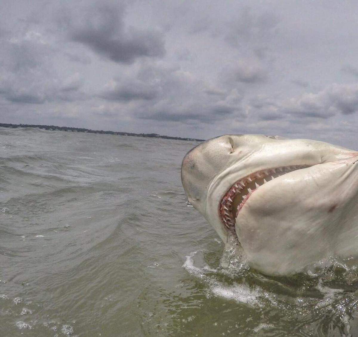 This lovely lemon shark was caught and released off the Hilton Head coast.
