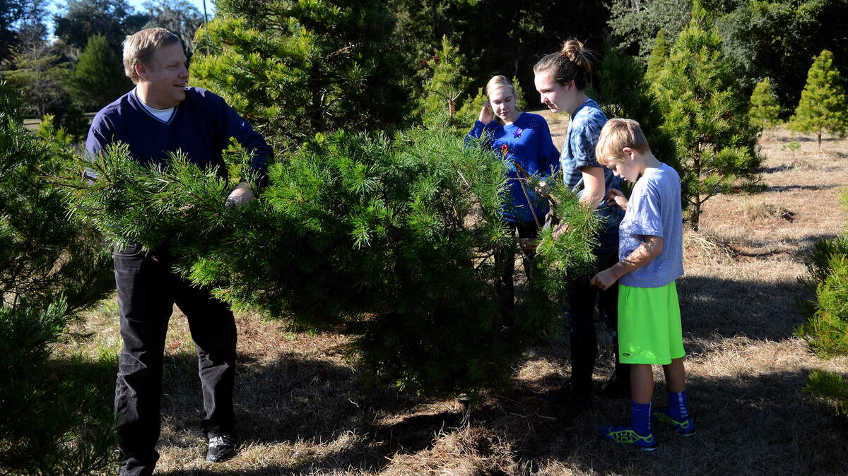 Mike Bruns, left, of Beaufort, picks out a Christmas tree with his children, from left, Lucy, 15, Mary, 16 and Jerry, 10, the afternoon of Dec. 1, 2014, at The Family Tree Christmas Tree Farm on Lady's Island.
