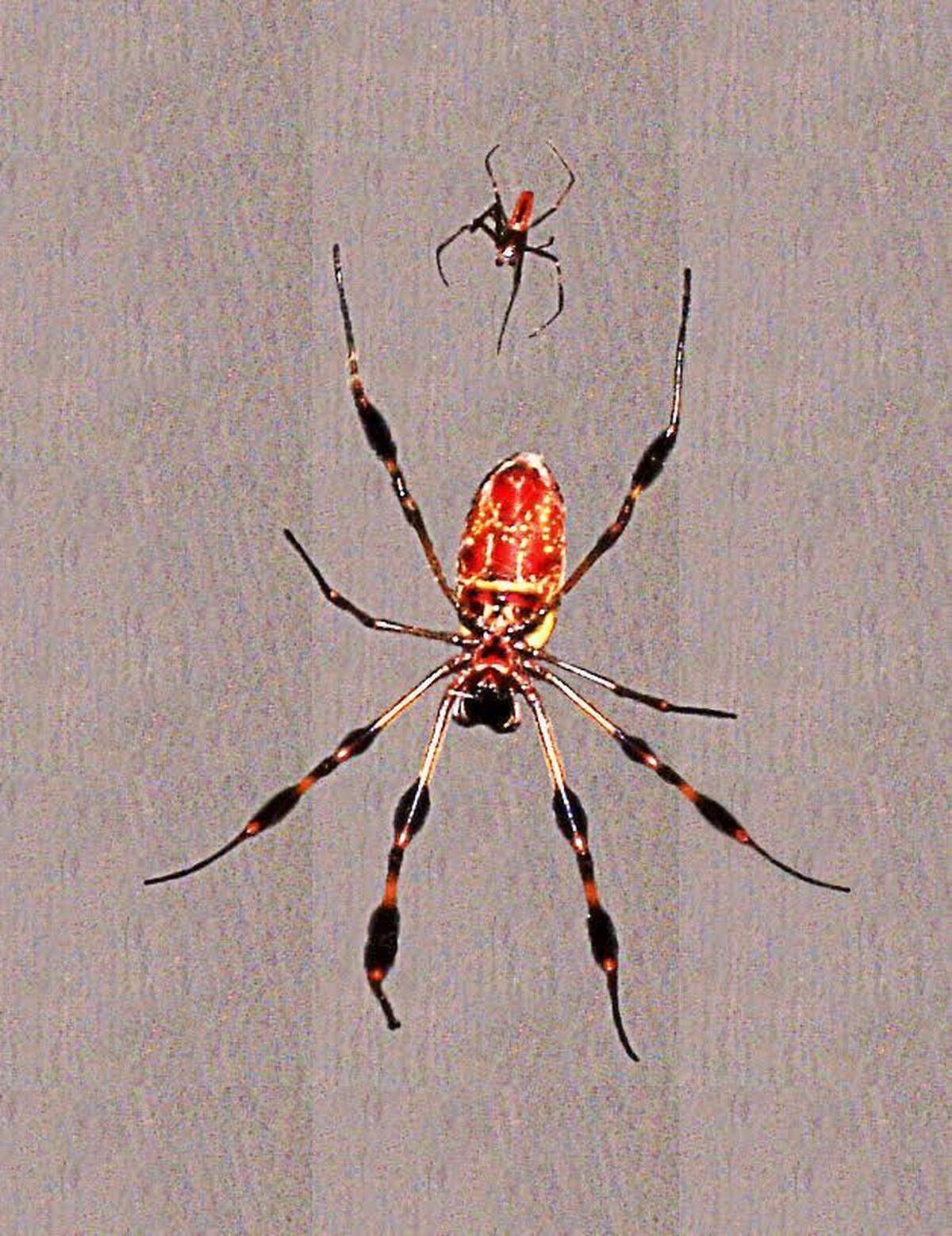 A female banana spider, at bottom, hangs in her web accompanied by a much smaller male. Males typically wait until the females are eating a trapped insect before attempting to mate, to reduce the chances of being consumed themselves.