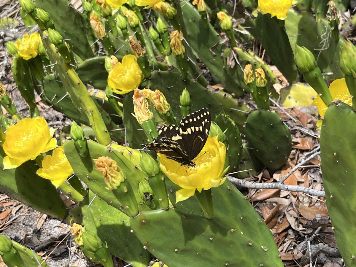 A butterfly lands on a prickly pear cactus at St. Phillips Island.
