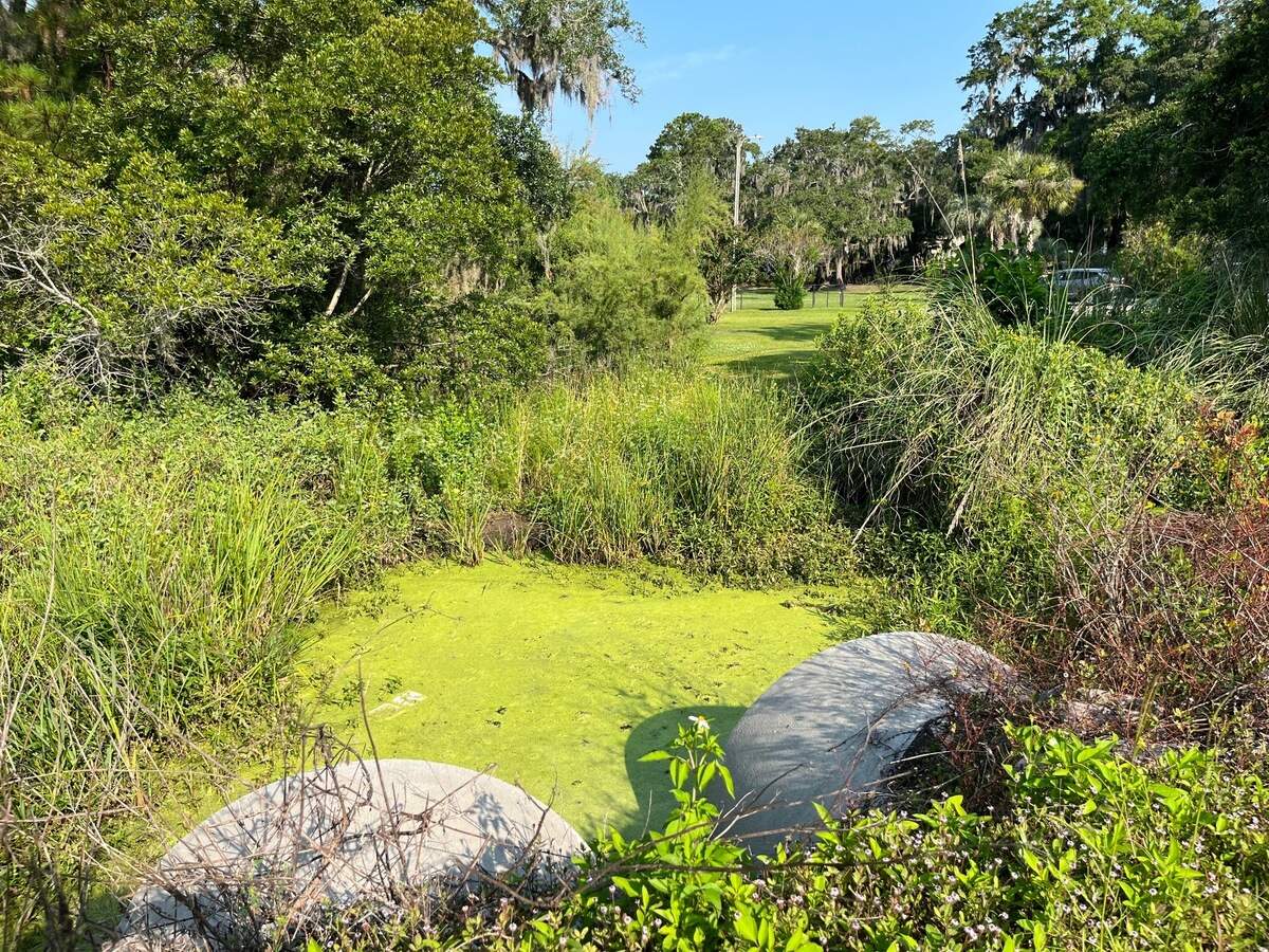 This ditch, located across Battery Creek Road from the Duck Pond, carries stormwater to Battery Creek. The city is dredging it to improve the flow and reduce flooding hazards for residents in the area.