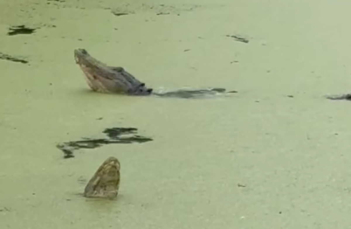 Those who were lucky enough to be at the Cypress Wetlands in Port Royal Wednesday at around noon witnessed a scene rarely witnessed: Alligators bellowing in a mating ritual.