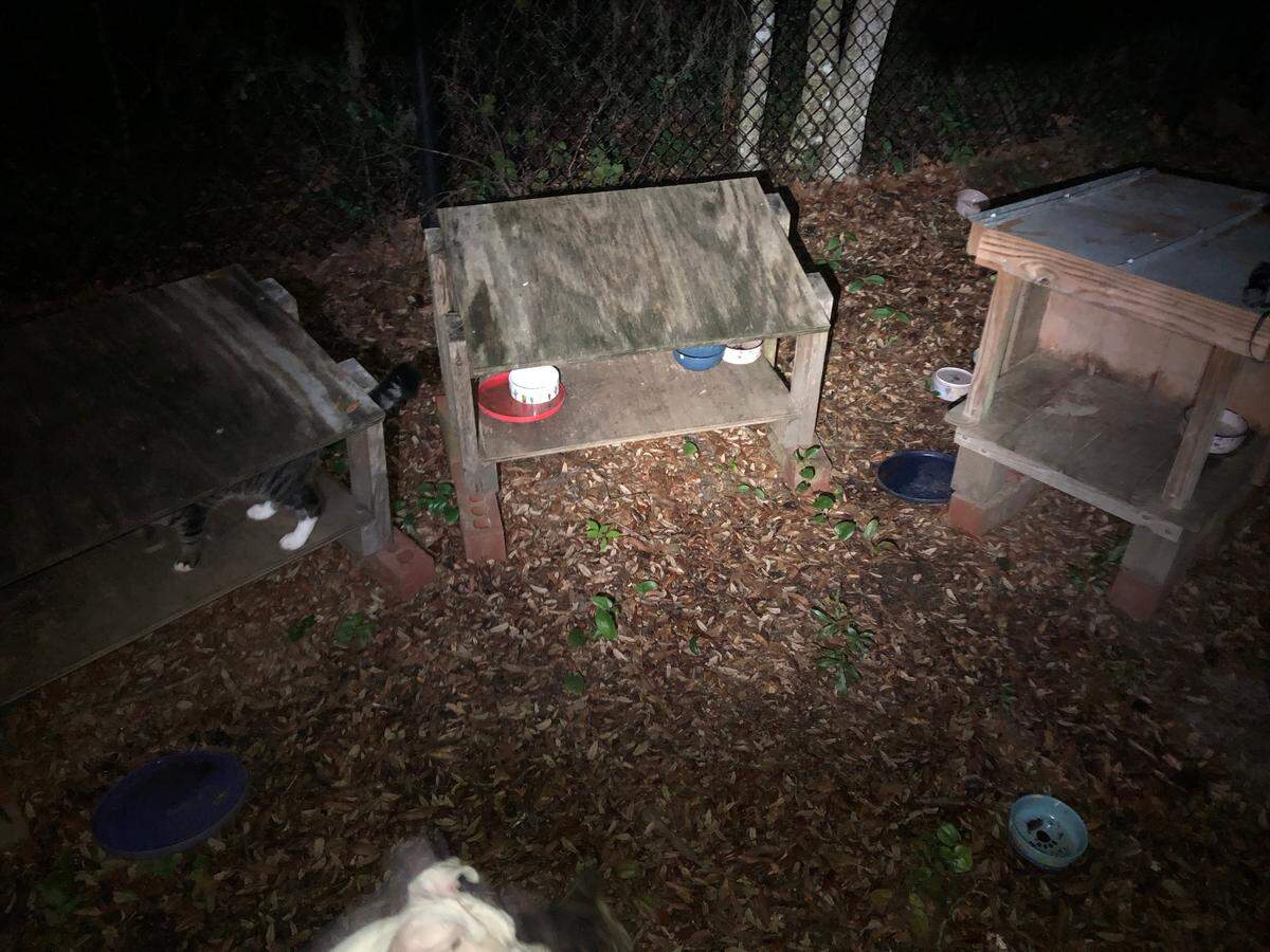 A photo shows the state of the cat colony before the vandalism took place.