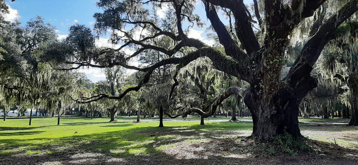 Whitehall Park on Lady’s Island, just across the Woods Memorial Bridge from Beaufort, has live oak trees that are a few hundred years old.