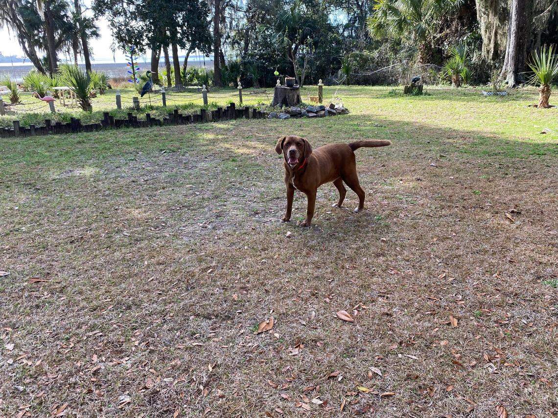 Cleveland Williams’ chocolate lab, Hershey, in Williams’ back yard in Port Royal, South Carolina. Hershey has been at Williams’ side while storm surge has left many felled trees, recently one that fell on his home.