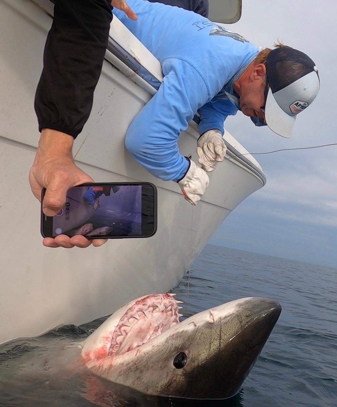 Hilton Head Charter Captain Chip Michalove, along with four others including Megan Winton, a biologist for the Atlantic White Shark Conservancy, tagged and released the “LeeBeth” on Friday, Dec. 8, 2023. She weighed between 2,600 and 2,800 pounds, was about 14 feet long and her journey can be tracked on the Sharktivity app.
