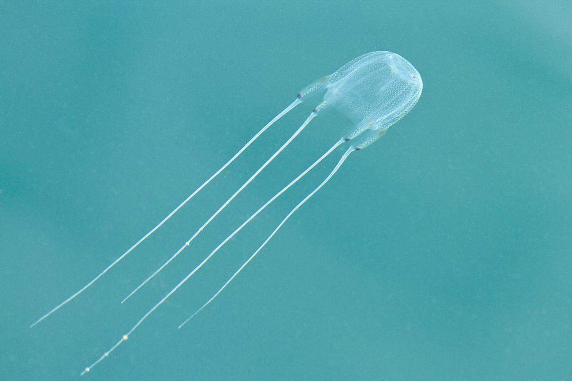 Sea box jellyfish
