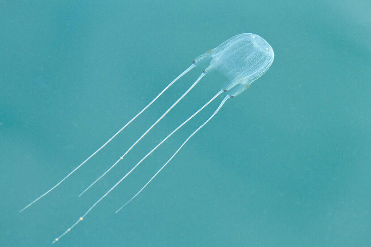Sea box jellyfish