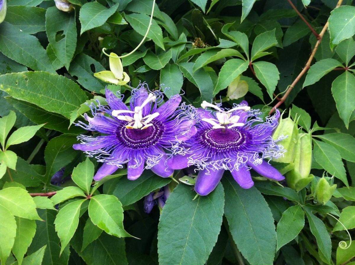 This photo is of a purple passionflower. Passionflowers are native to the southeastern U.S. and will bloom from July to September.