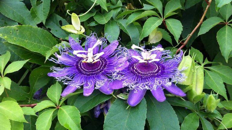 Make your SC home a Monarch butterfly mecca by visiting this major Hilton Head plant sale