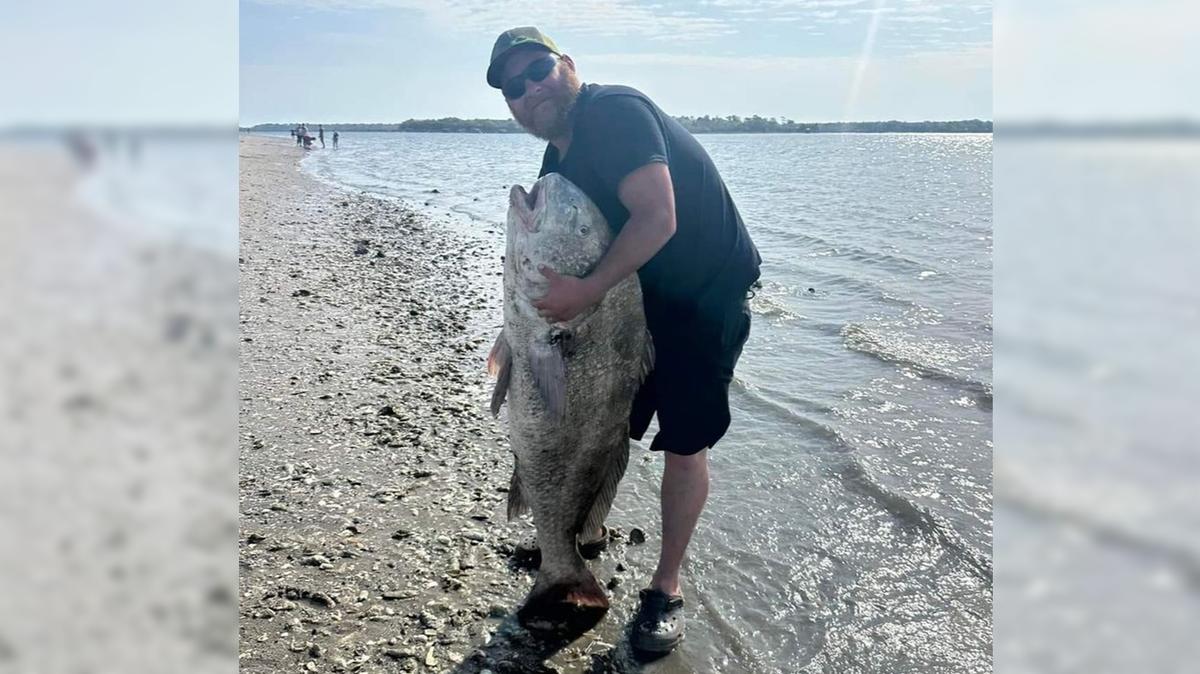 Matthew Dale caught this monster black drum fish on Sands Beach in Port Royal Tuesday. “That was a fish of a lifetime man,” Dale said.