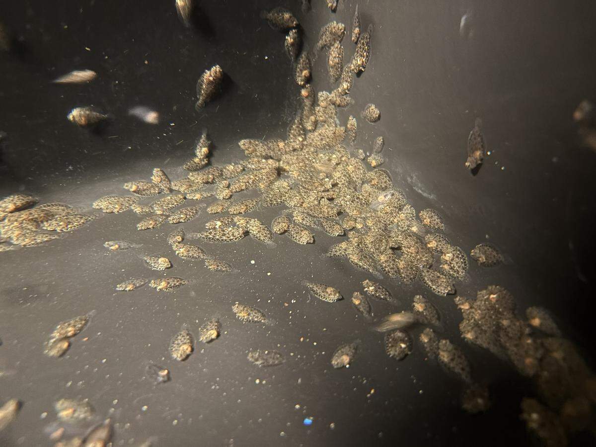 Juvenle flounder are being raised at the Waddell Mariculture Center in Bluffton for release into South Carolina estuaries. The stocking program is meant to boslter a flagging wild population.