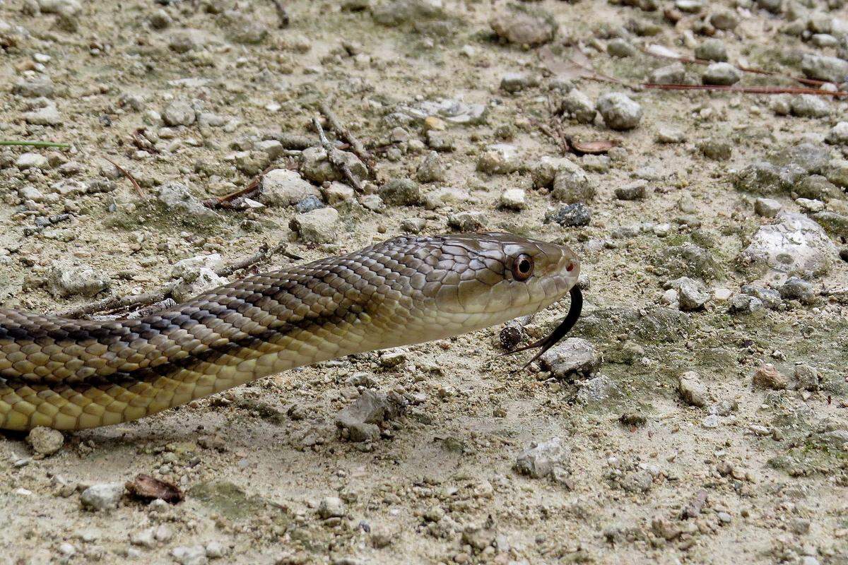 It was 46 degrees when David Dahlke found this snake crossing the road at Pinckney Island National Wildlife Refuge. “He was moving extremely slowly,” Dahlke reported, before it finally burrowed under the pine straw and leaf litter in the woods. “I added some pine straw on top of the area to give some additional insulation.”