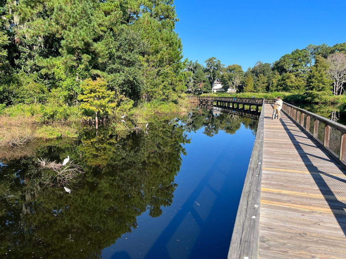 Cypress Wetlands in Port Royal was restored in December. Now the town is planning to install a system that will allow better control of the water level, which will protect the rookeries and cypress trees.