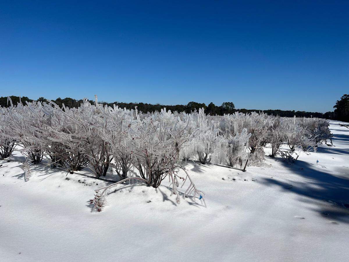 Blueberry plants on Lands End Road on St. Helena Island were covered in ice Wednesday following Tuesday’s storm, which began with freezing sleet before transitioning to snow.