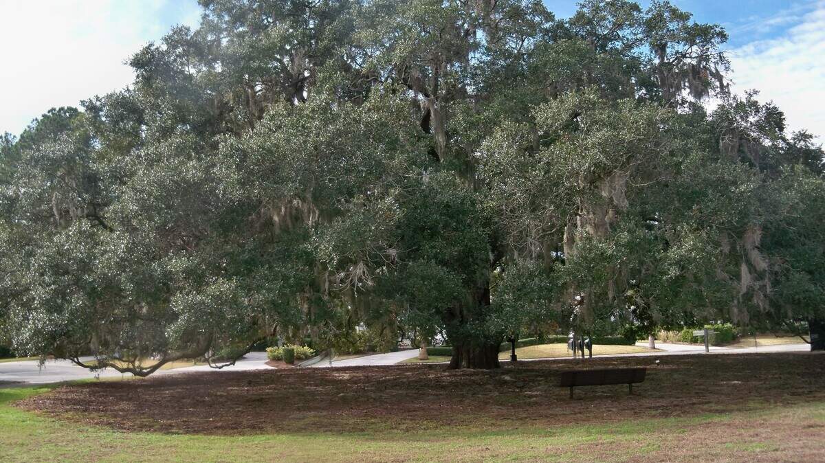 The Talbird Live Oak can be seen at the back gate of Hilton Head Plantation.