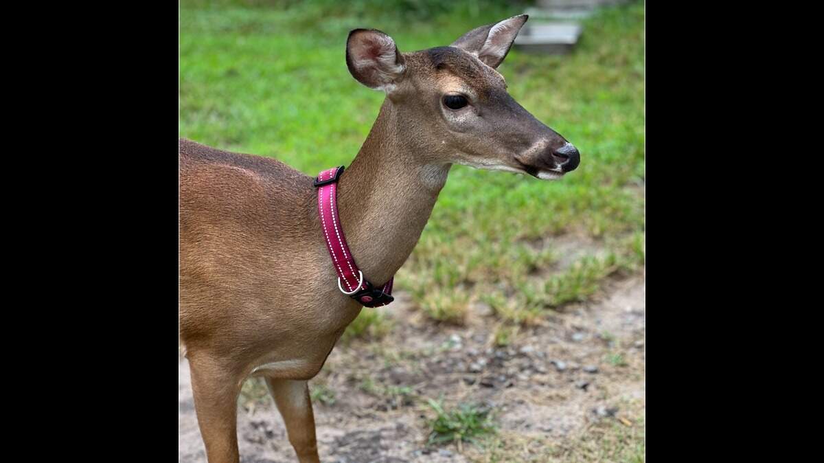 Turbo was well known on Daufuskie Island. She loved to greet people and to steal their food. 