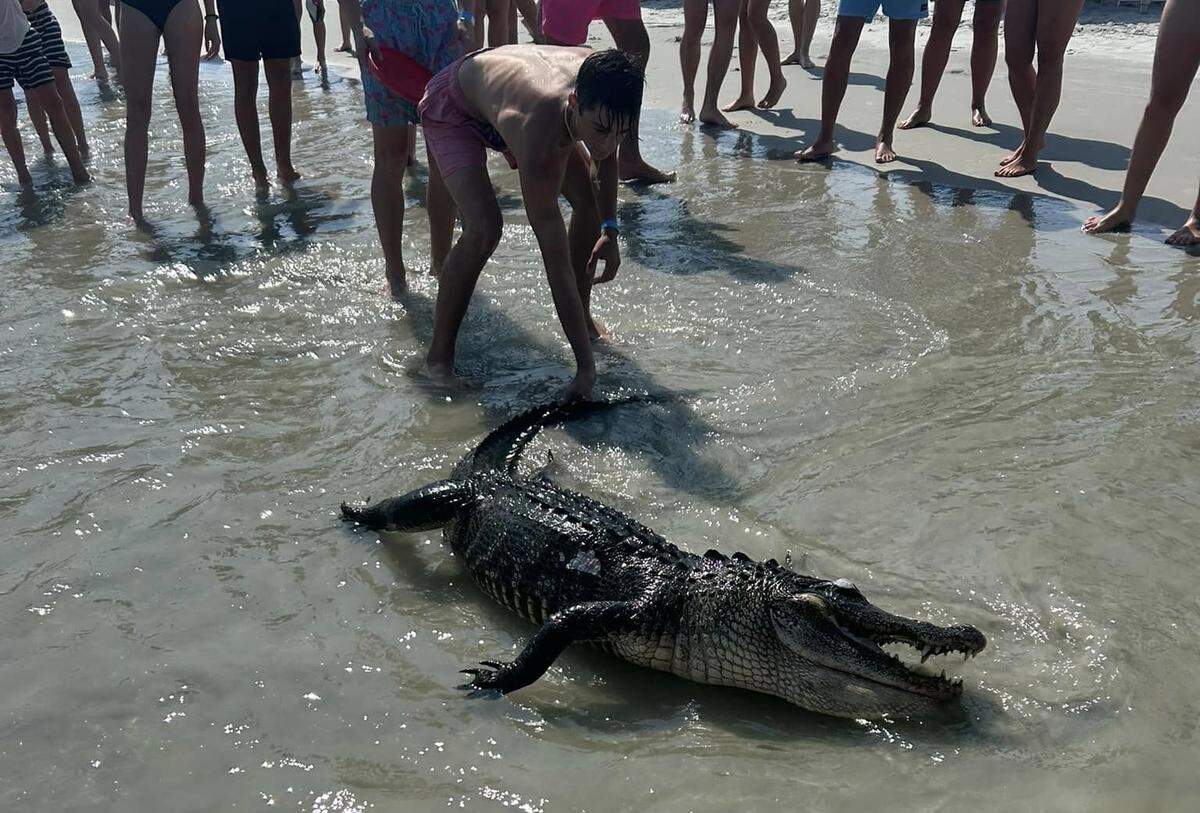 A young beachgoer is seen grabbing the tail of an alligator carcass after it washed ashore at Hilton Head’s Coligny Beach the afternoon of July 29. The reptiles can survive in saltwater for days at a time, experts say, but sightings on beaches are rare.